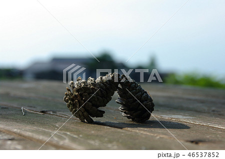 松ぼっくり 46537852