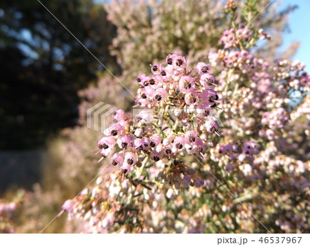 可愛い小さい桃色の花エリカ 可愛い小さい桃色の花エリカ 46537967