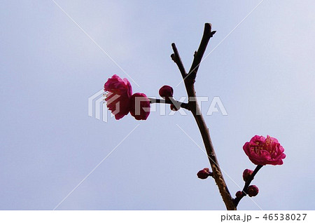 梅の開花 梅の開花 46538027