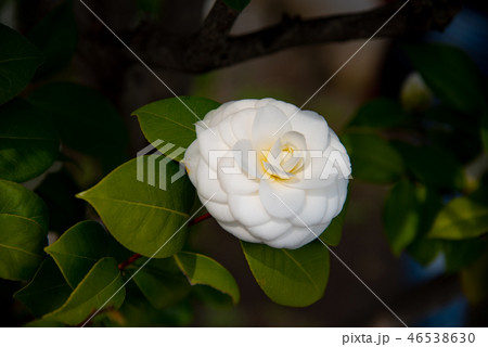 乙女椿 ツバキ 乙女椿 ツバキ 46538630