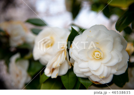 乙女椿　ツバキ 46538635