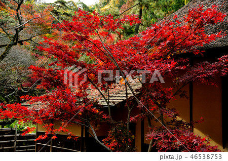 三渓園の紅葉 46538753