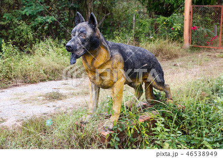 german shepherd dog 46538949