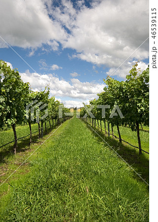Rows of Grapevines growing in a vineyard Rows of Grapevines growing in a vineyard 46539115