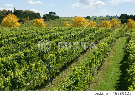 Vineyard Scene 46539125