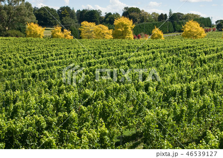 Vineyard Scene 46539127
