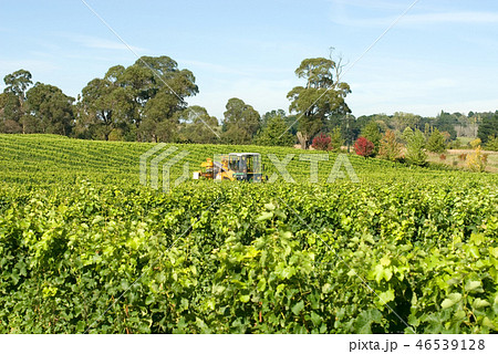 Harvesting Grapes Harvesting Grapes 46539128