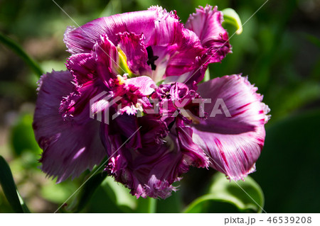 Pink tulip  on flowerbed in garden 46539208