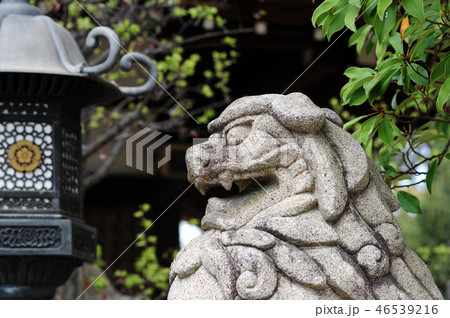 池田八坂神社の狛犬-5 池田八坂神社の狛犬-5 46539216