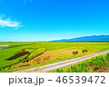 田んぼアート 46539472