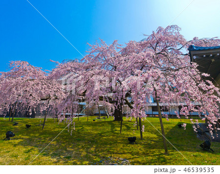 醍醐寺・霊宝館の枝垂れ桜 醍醐寺・霊宝館の枝垂れ桜 46539535