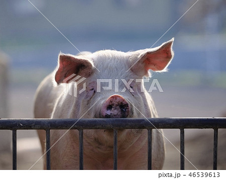 ブタ 46539613