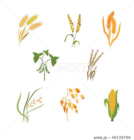 Vector illustration set of different types of cereals in flat style. Vector illustration set of different types of cereals in flat style. 46539796