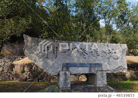 【小豆島】「オリーブ発祥の地」のオリーブ(オリーブの実付き) 【小豆島】「オリーブ発祥の地」のオリーブ(オリーブの実付き) 46539855