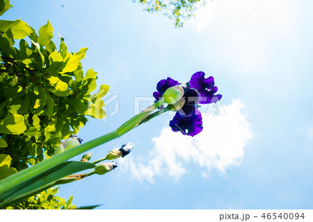 Macro Closeup of blue Bearded iris, Iris Barbata Macro Closeup of blue Bearded iris, Iris Barbata 46540094