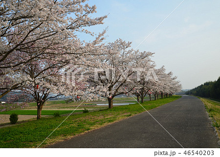 辰ノ口親水公園の桜 #15 辰ノ口親水公園の桜 #15 46540203