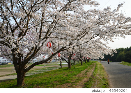 辰ノ口親水公園の桜 #14 辰ノ口親水公園の桜 #14 46540204