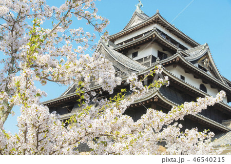 松江城山公園の桜 46540215