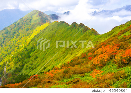 東黒森～伊予富士縦走路から、東黒森山頂方面を見る！(愛媛県西条市)※作品コメント欄に撮影位置 46540364
