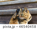 変な形の猫 46540458