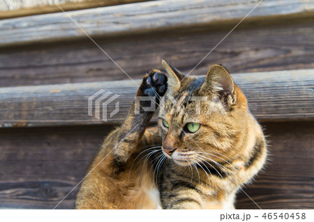 変な形の猫 変な形の猫 46540458