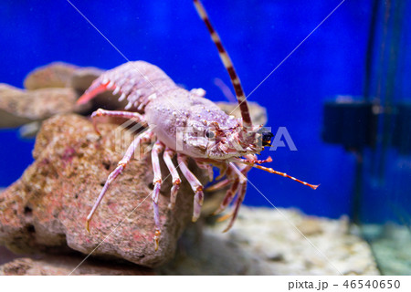 Red lobster in an aquarium 46540650