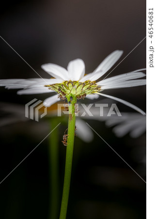 Ants feeding on honeydew from aphids on a daisy 46540681