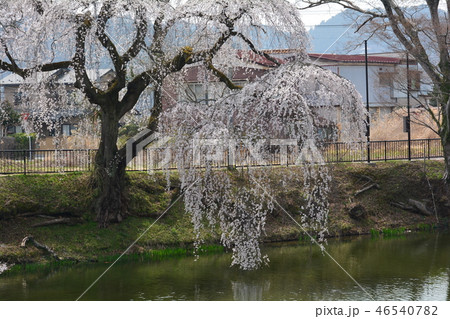 棚倉城跡の桜 #44 棚倉城跡の桜 #44 46540782