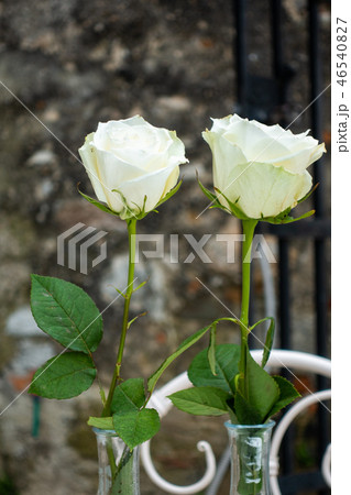 Two white roses in front of old stone wall and black iron gate 46540827