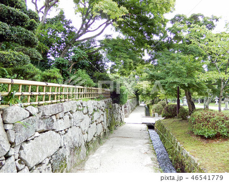 坂本 日吉馬場 青もみじ 坂本 日吉馬場 青もみじ 46541779