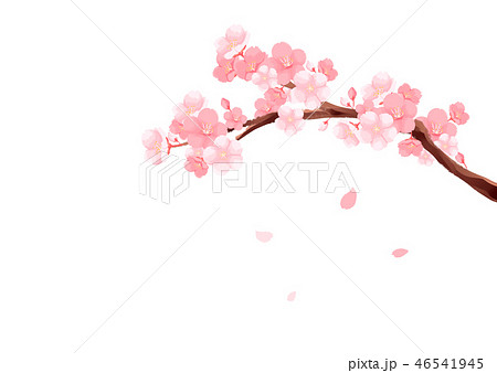 桜 水彩 イラストのイラスト素材