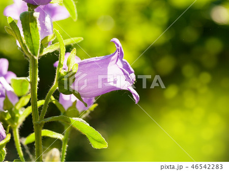 Canterbury bell flower 46542283