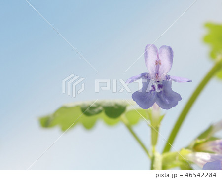 En face of  blooming Ground ivy 46542284