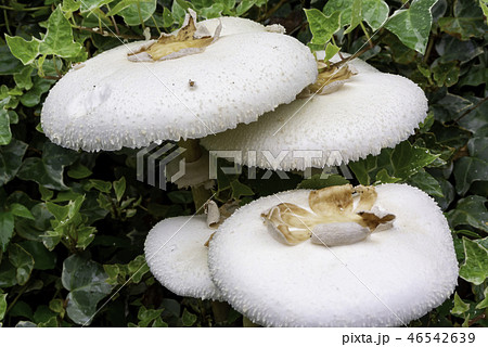 オオシロカラカサタケ 46542639
