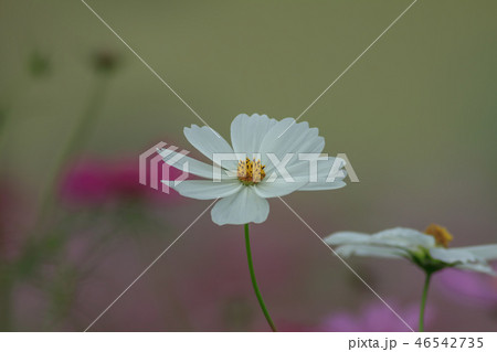 アキザクラ コスモ コスモス 46542735