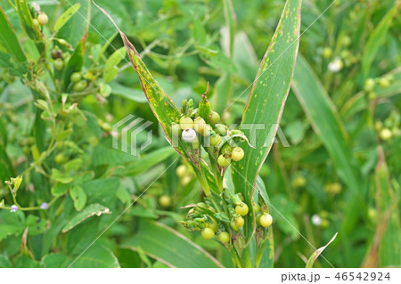 初秋のジュズダマ 46542924