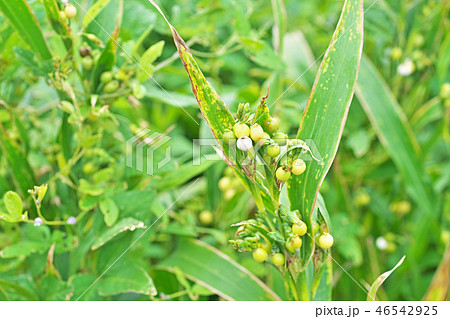 初秋のジュズダマ 46542925