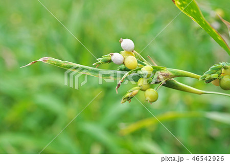 初秋のジュズダマ 46542926