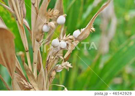 初秋のジュズダマ 初秋のジュズダマ 46542929