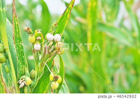 初秋のジュズダマ 46542932