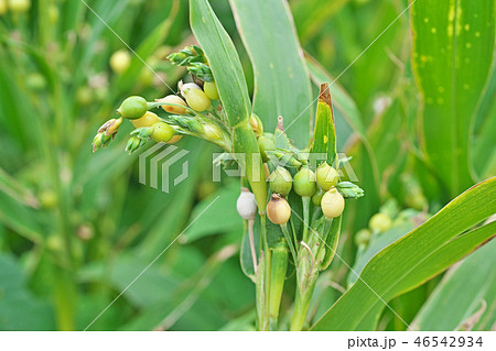 初秋のジュズダマ 46542934