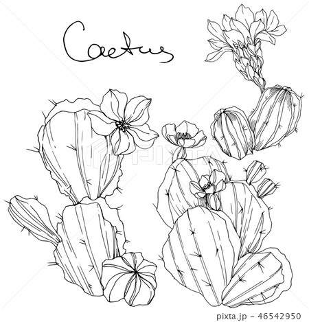 Vector Cacti floral botanical flower. Black and white engraved ink art. Isolated cacti illustration 46542950