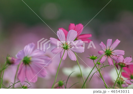 アキザクラ コスモ コスモス 46543031