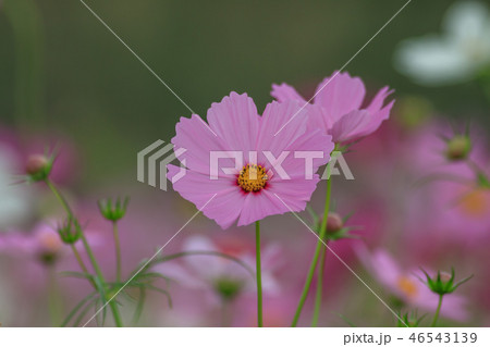 アキザクラ コスモ コスモス 46543139