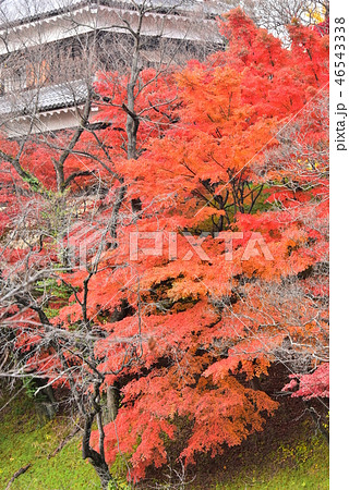 上田城紅葉の写真素材