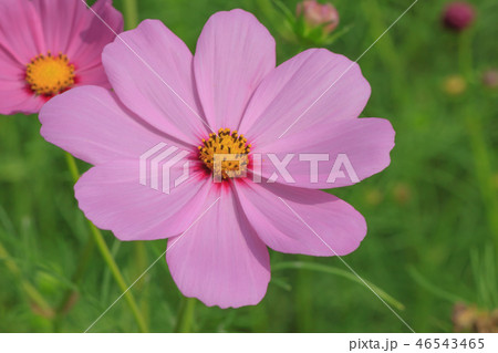 アキザクラ コスモ コスモス 46543465