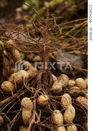 落花生 ピーナッツ 落花生畑 ラッカセイ 豆 peanut 落花生 ピーナッツ 落花生畑 ラッカセイ 豆 peanut 46543672