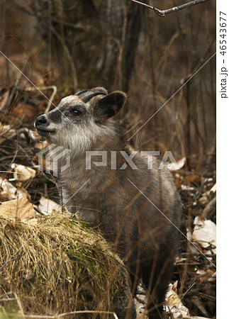 ニホンカモシカ　Capricornis crispus　Japanese serow　特別天然記念物 46543677