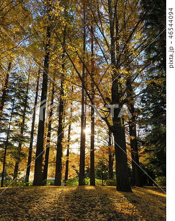 イチョウ木立 イチョウ木立 46544094