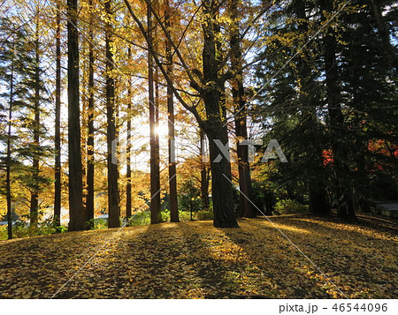 イチョウ木立 イチョウ木立 46544096